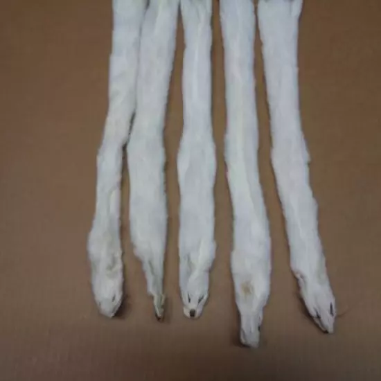 #1 Quality 2XL Tanned White Ermine/Weasel/Fur/Crafts/Trapping/Stocking Stuffers