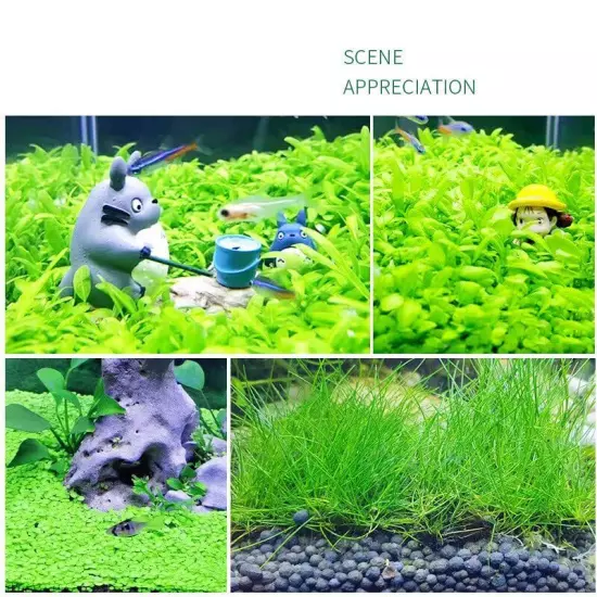 2 Pack Aquarium Grass Aquarium Water Grass Aquarium Small Leaf Grass and Long 