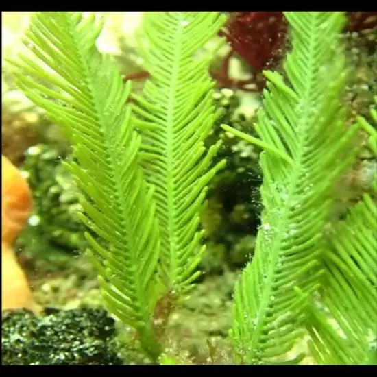 Live Saltwater Caulerpa Mexicana Fern Frag Marine Macro Algae Reef Refugium