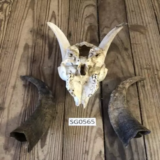 Hill country goat skull wildlife ranch hunting outdoors man cave rustic SG0565