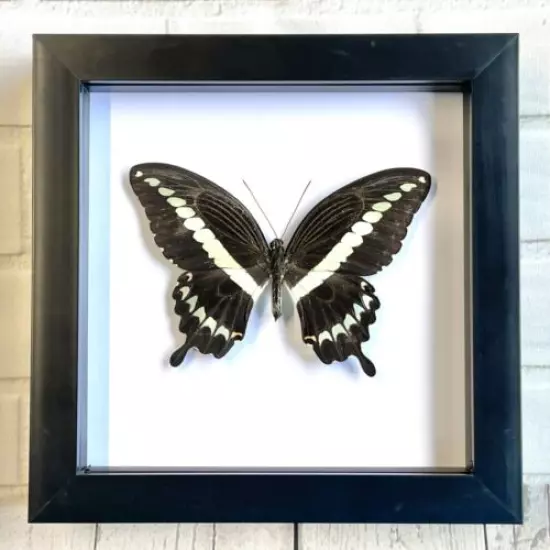 The Sulawesi Swallowtail Butterfly (Papilio gigon) Deep Box Display Frame 