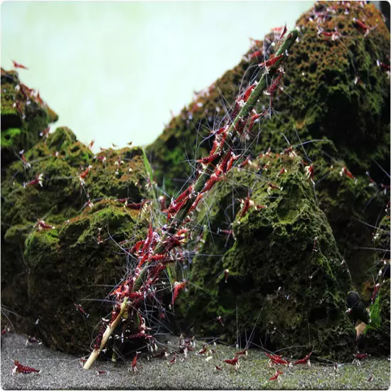 Garnelenhaus Shrimp Lollies Algea Stick Food Crystal Red Cherry Shrimp Inverts