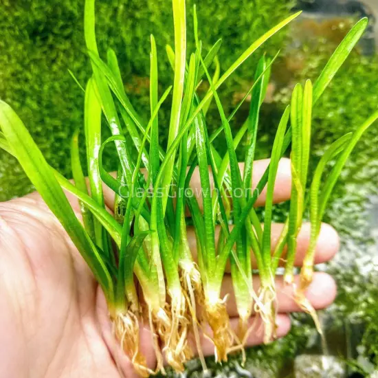 15x Dwarf Sagittaria Subulata Dwarf Sag Live Aquarium Plants BUY 2 GET 1 FREE