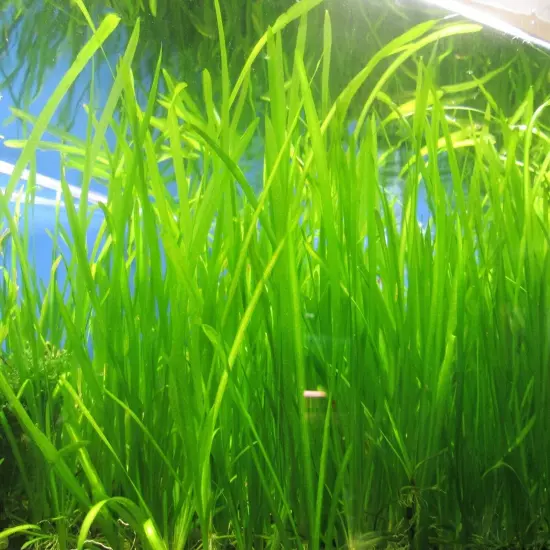 6 Vallisneria Jungle Val Bunch Live Aquarium Plants BUY2GET1FREE beginner tank