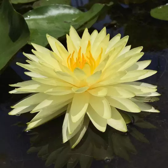 Buy2Get1Free Yellow Leuangbaangpra Hardy Waterlily Live Freshwater Plants Pond