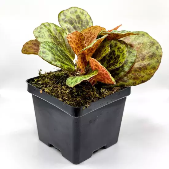 Begonia blancii 'Mottled' (2" Pot) / Terrarium Plant / Live Plant / Houseplant