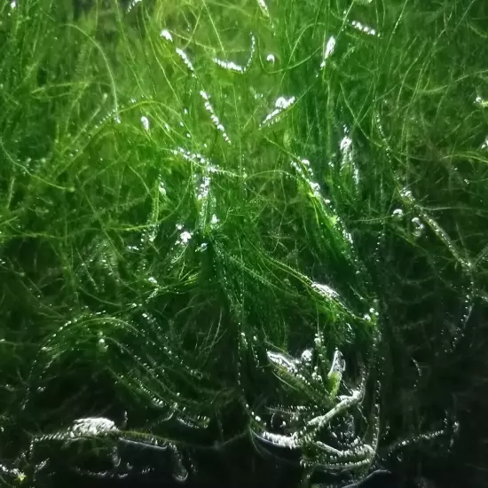 Java Moss (Vesicularia Dubyana) Live Aquarium Plant 20g