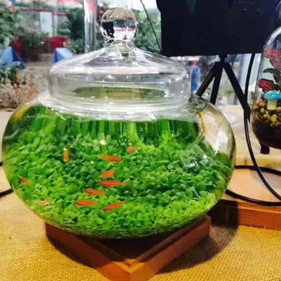 10g/bag Aquarium Plant Seeds Fish Tank Aquatic Water Grass Foreground Easy Plant