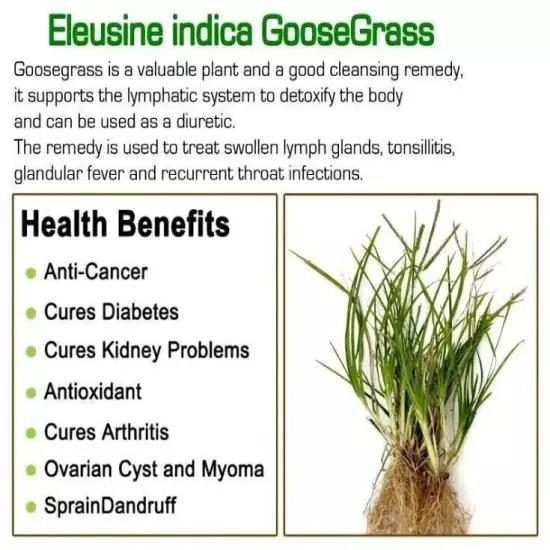 Dried Goose Grass Paragis Plant Eleusine Indica Herb Natural 90g Organic New