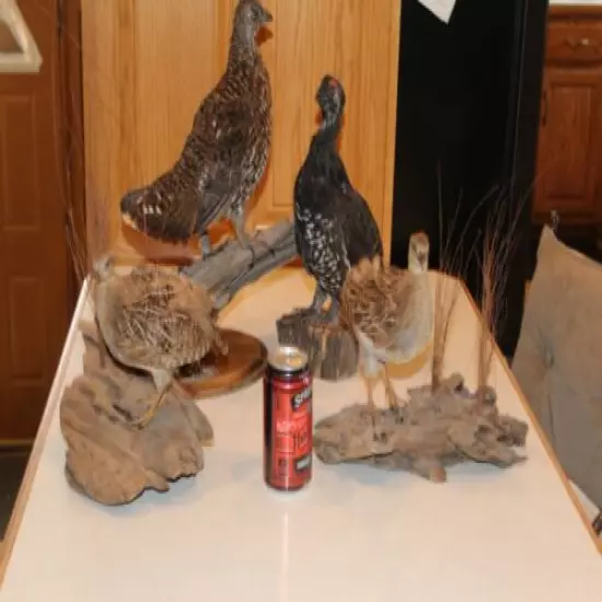 4 Franklin Grouse Lot Taxidermy Log Cabin Decor Mount Spruce Hen Ptarmigan Bird 