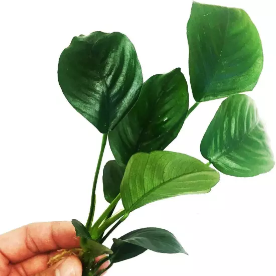 Anubias Barteri Broad Leaf Loose Live Aquarium Plant Decorations BUY2GET1FREE