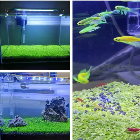 3PCS Live Aquarium Plant Aquatic Plant real grass Carpet for Fresh Water Fish