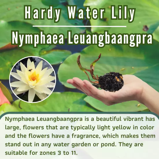 Buy2Get1Free Yellow Leuangbaangpra Hardy Waterlily Live Freshwater Plants Pond