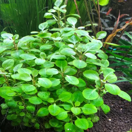 Package Bundle Lobelia Cardinalis Freshwater Live Plants Aquatic Decor Tank Fish