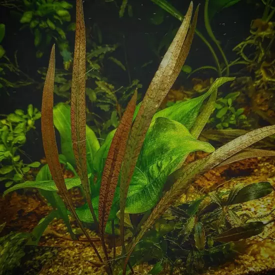 Cryptocoryne Ferruginea Sekadauensis Grown in Vitro TC Cup Live Aquatic Plants