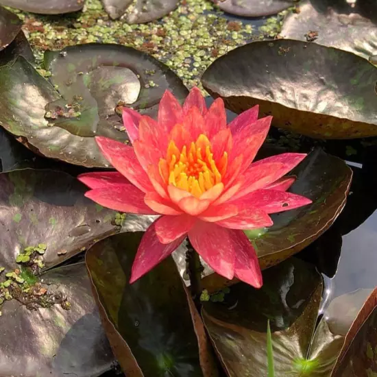 Buy2Get1Free Red White Wanvisa Hardy Waterlily Live Plants Pond Flower Colorful