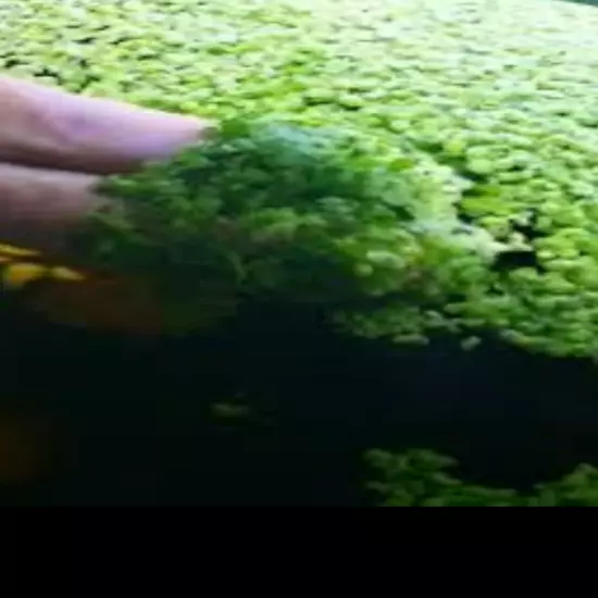 Handful of duckweed at your doorstep