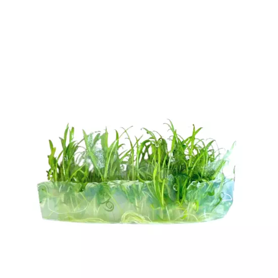 Cryptocoryne Parva Grown in Vitro Tissue Culture Best for Freshwater Tanks Plant