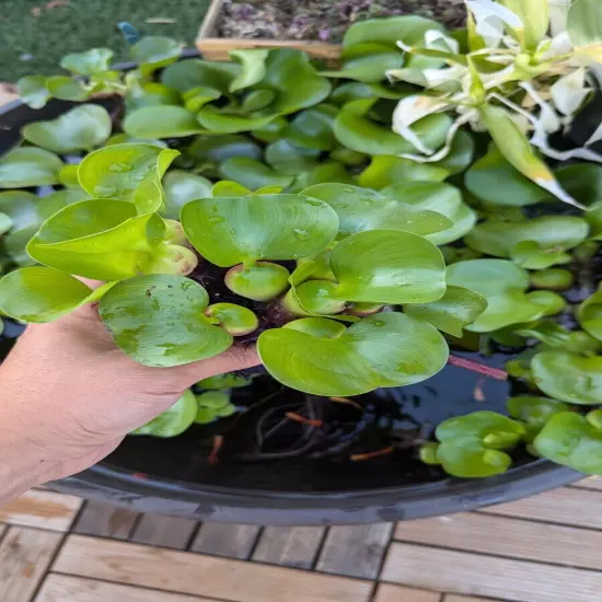 10 x Water Hyacinth Live Aquarium Floating Aquatic KOI Goldfish Pond