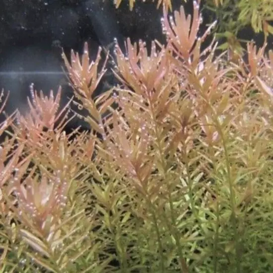 BUY 2 GET 1 FREE | Rotala Rotundifolia | Live Aquatic Aquarium Plant 15 STEMS