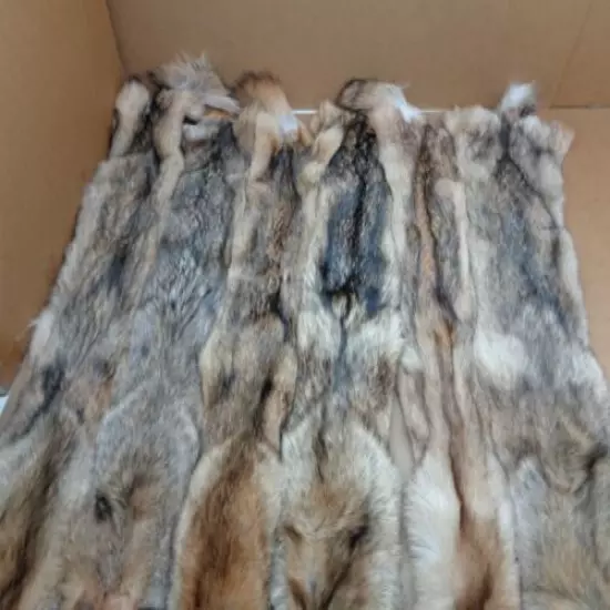 Tanned XL Damage Coyote Hide/Furs/Taxidermy/Crafts