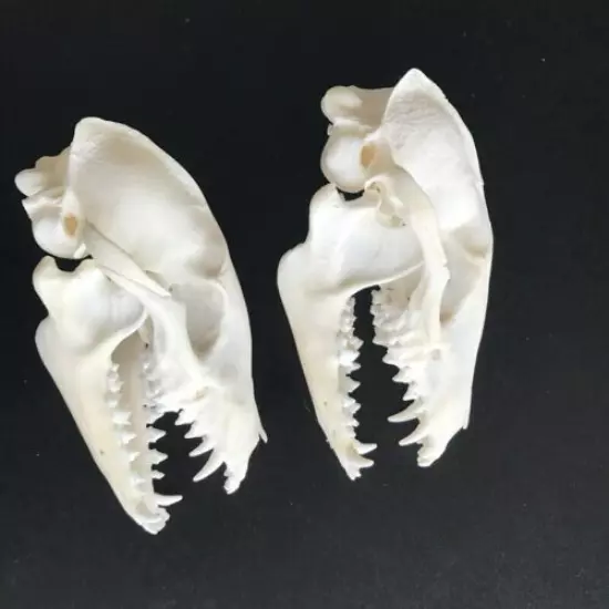 2 pcs Real Raccoon Skull taxidermy real bone skeleton Christmas decoration gift