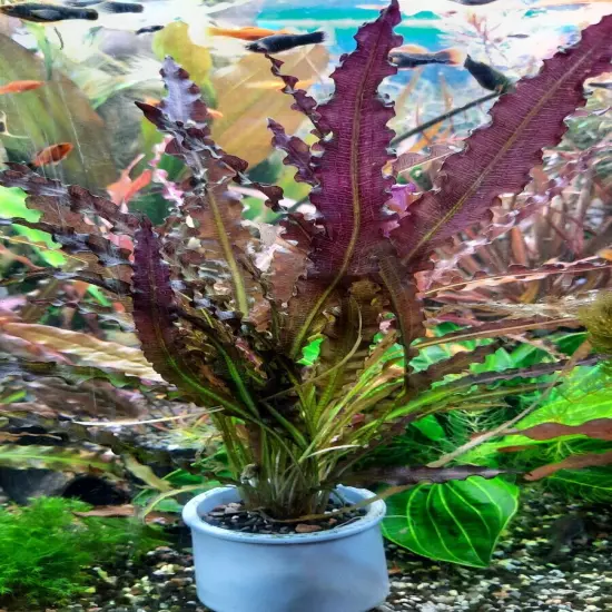 Aponogeton Crispus Red. 5 plants. 