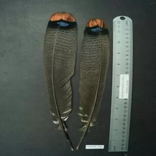 One Pair 12"/12.75" Ocellated Turkey Main Side Tail Feathers Lot-SF 428