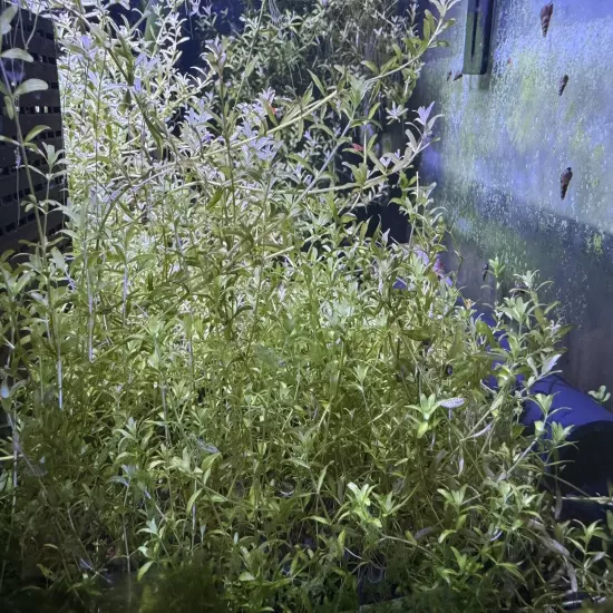 Pearl Weed (Hemianthus Micranthemoides) - Live Aquatic Plant