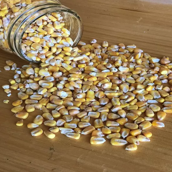 Whole Corn – Perfect Feed for Deer, Squirrels, Chickens, Ducks, Rabbits, Geese, 