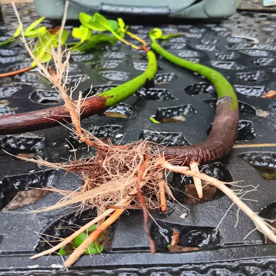 5 Red Mangrove Tree Live Plants With Roots! Aquarium Freshwater Saltwater! Tank 