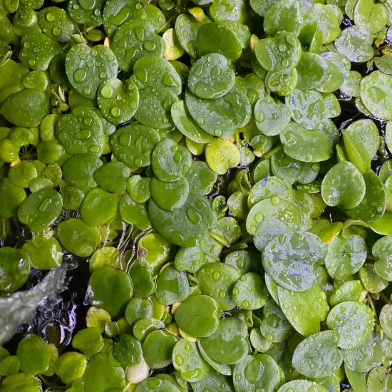 Amazon Frogbit (Limnobium laevigatum) – 3+ Live Floating Plant for Aquariums, Po