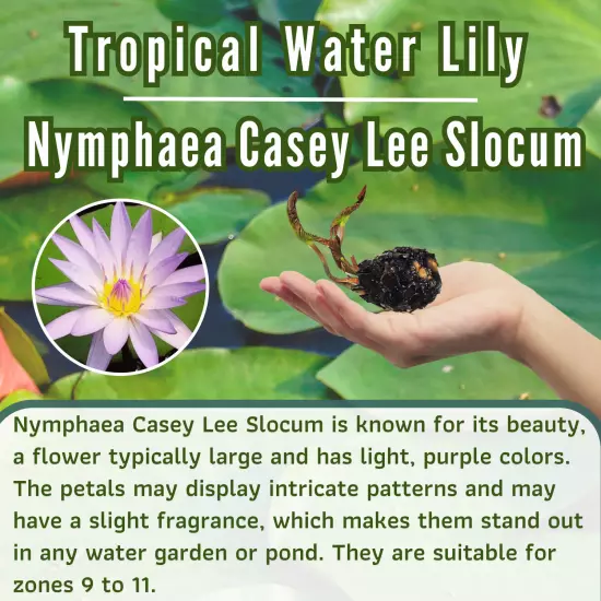 Buy2Get1Free Purple Casey Lee Slocum Tropical Waterlily Live Fresh Pond Flower