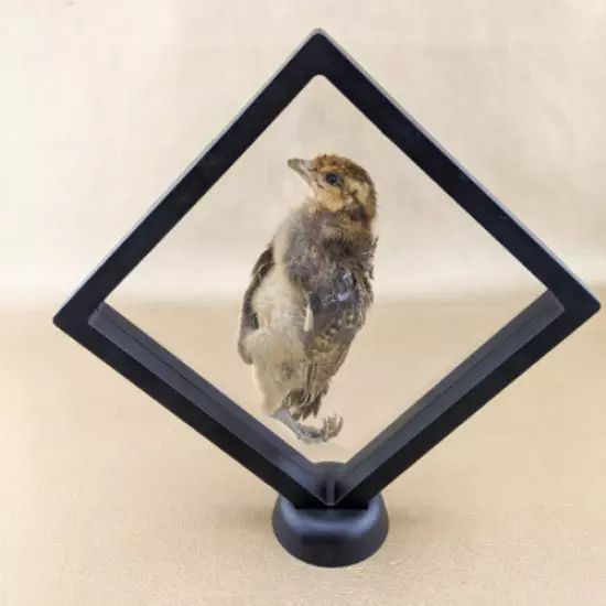 W100K Taxidermy Preserved Chick Oddities Curiosities Floating Display Bird