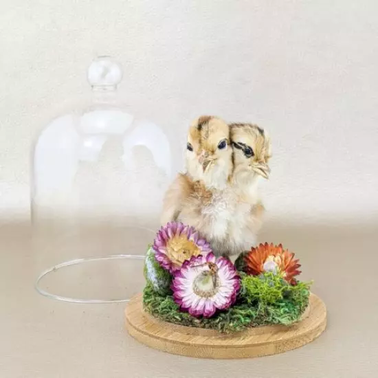 R30j Taxidermy Oddities Curiosities Gaff 2 Headed Chicken chick glass dome dsply