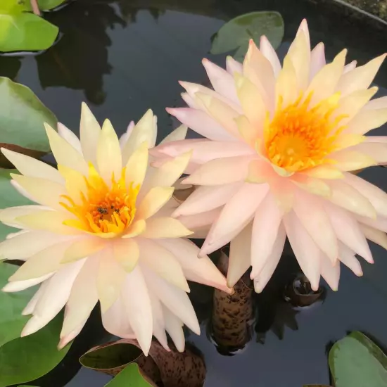 Buy2Get1Free Pink Sunny Hardy Waterlily Live Fresh Plants Pond Flower Colorful