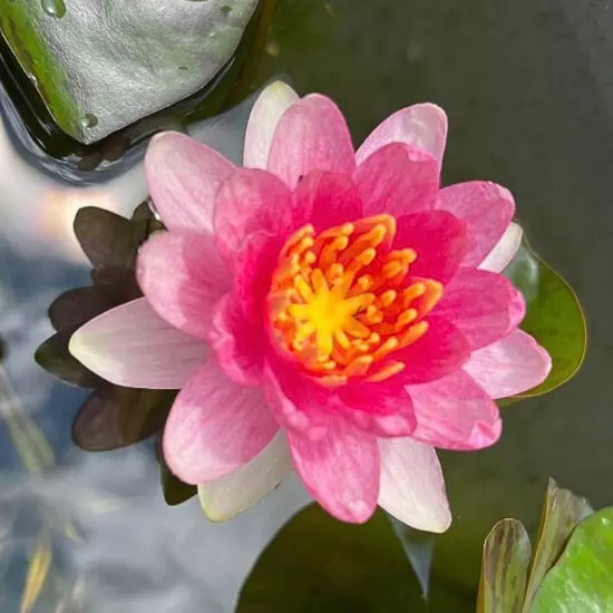 Buy2Get1Free Red Sultan Hardy WaterLily Tuber Live Freshwater Plant Pond Flower