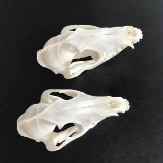 2 pcs Real Raccoon Skull taxidermy real bone skeleton Christmas decoration gift