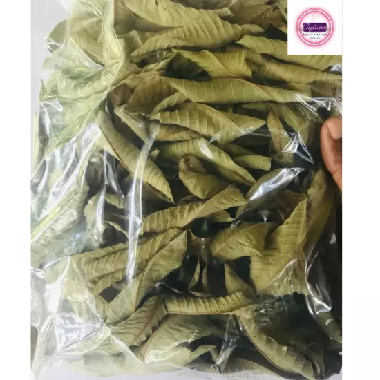 1000+Dried Guava Leaves Herbal Tea Hojas de Guayaba Psidium Guajava For Diabcare