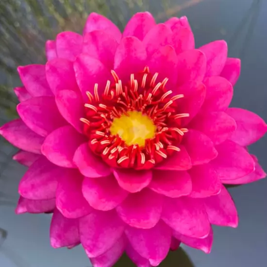 Buy2Get1Free Red Perry's Fire Opal Hardy Waterlily Live Fresh Tuber Plants Pond