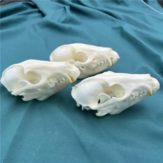 NEW 3 pcs Raccoon Skull taxidermy real bone skeleton Christmas decoration gift