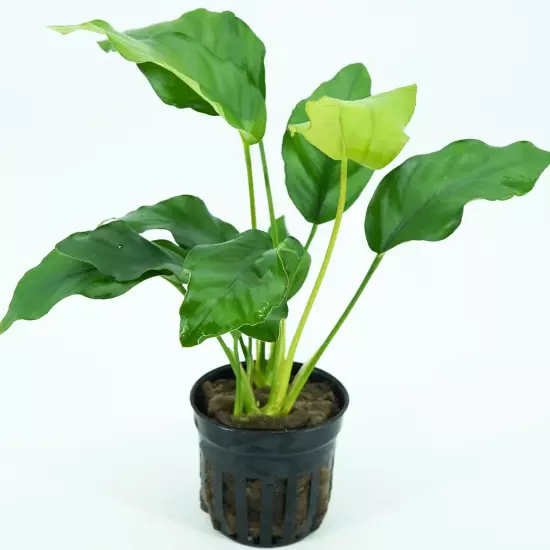 Buy2Get1Free Anubias Barteri Var Nana Potted Live Plants Decor Fresh Aquarium