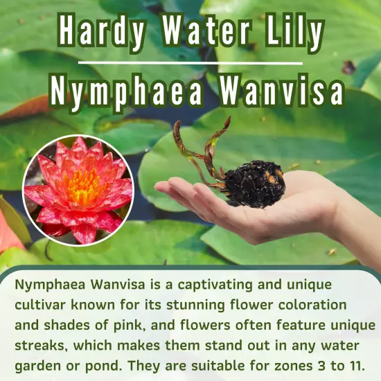 Buy2Get1Free Red White Wanvisa Hardy Waterlily Live Plants Pond Flower Colorful