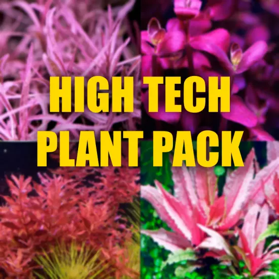 High tech Aquarium plant package aquarium plants high tech