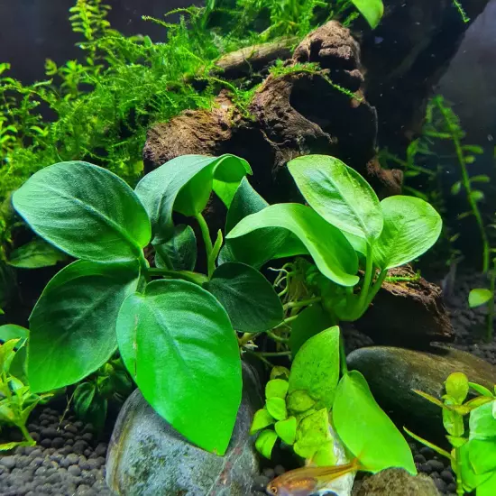 Package Loose Anubias Species Golden Live Aquarium Plants Fish Tanks Decoration