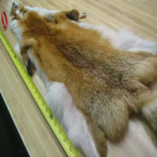 Tanned Red Fox Hide Furs Coats Taxidermy # 00000341 Row A-8