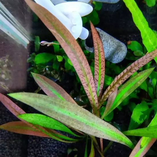 Cryptocoryne Ferruginea Sekadauensis Grown in Vitro TC Cup Live Aquatic Plants