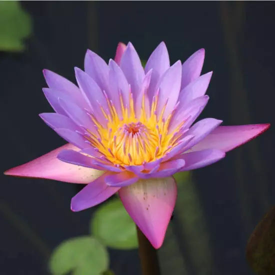 Buy2Get1Free Blue Alin Tropical Waterlily Live Pond Colorful Plants Flower Tank