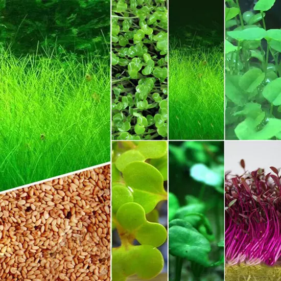 Plant Seed Fish Tank Aquarium Aquatic Water Grass Decor Garden Foreground Seeds