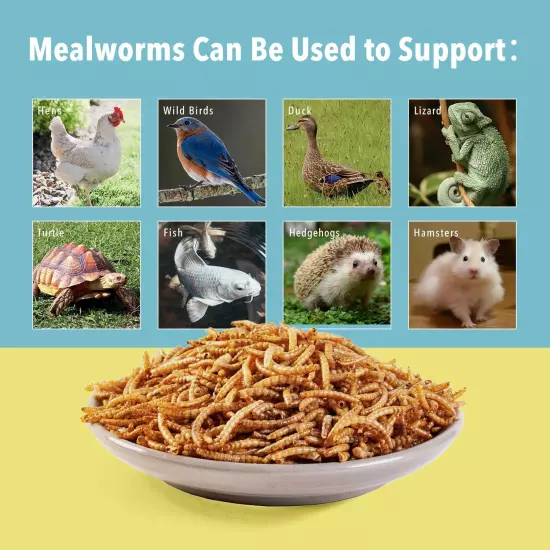 10Lb Dried Mealworms for Wild Birds Premium Non-Gmo Organic Chickens Feed, for L